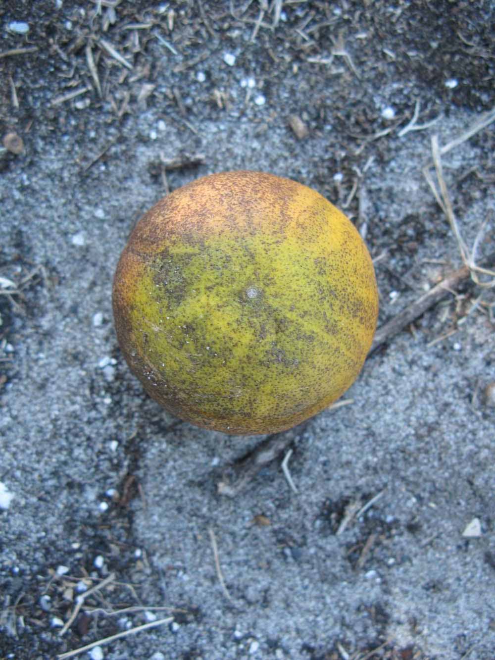            Fruit (Winter Haven, FL)   